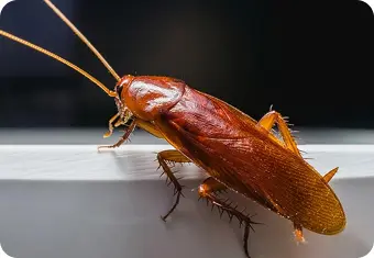 Barata